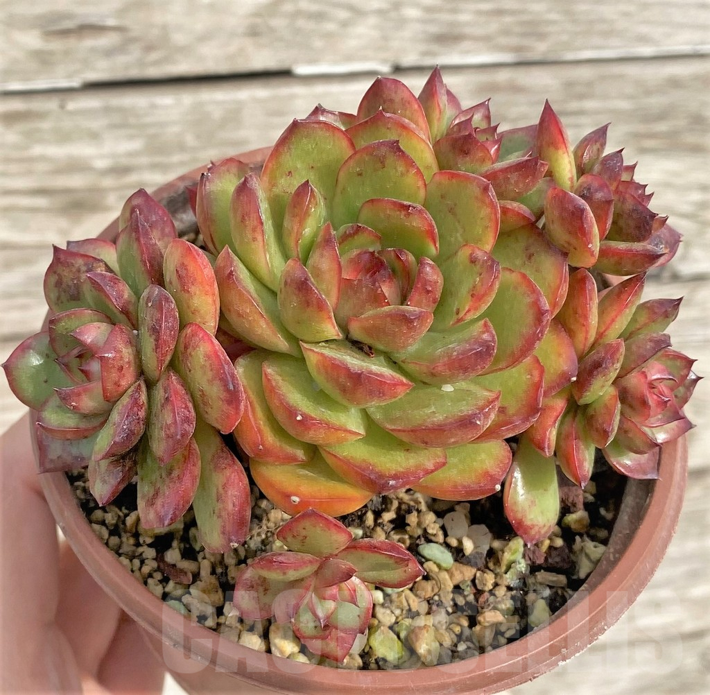 SHPR33968 Echeveria ‘Polaroid Anna’