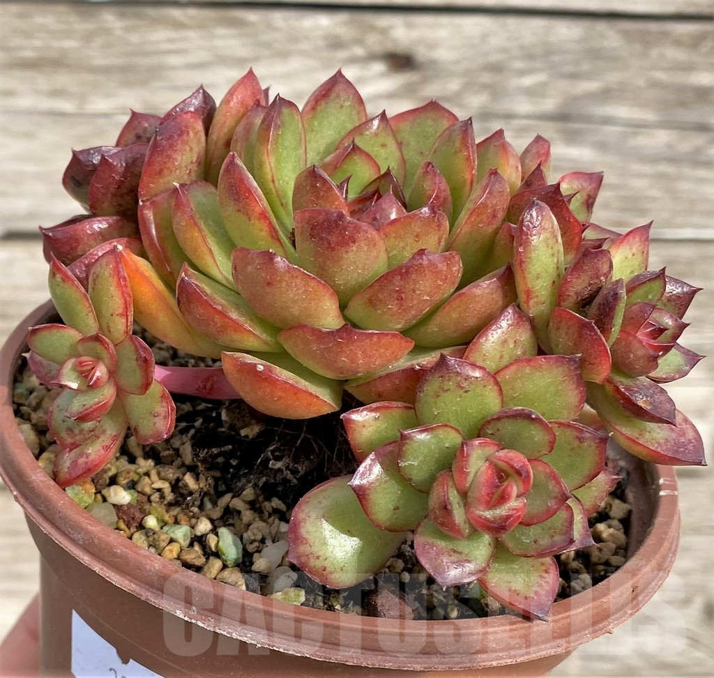 SHPR33968 Echeveria ‘Polaroid Anna’ - Image 3