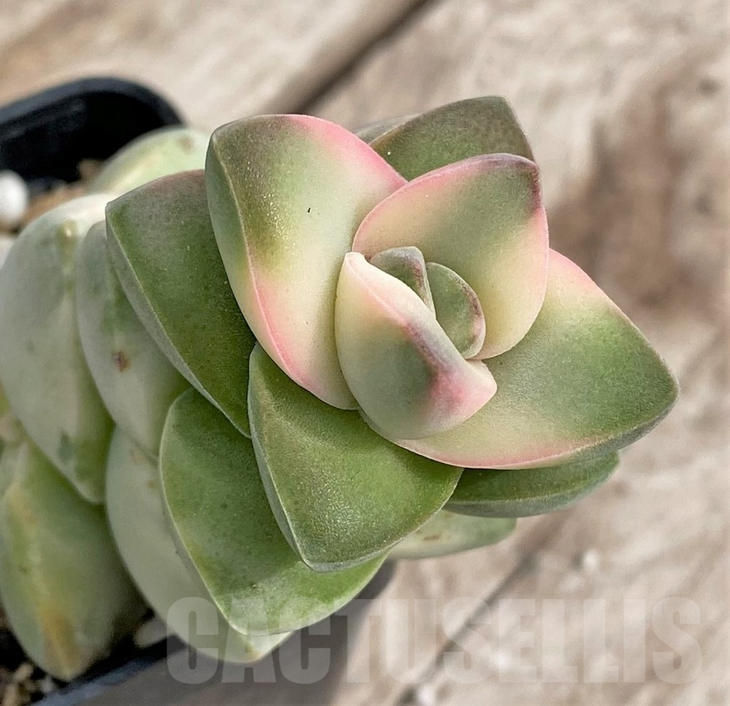 SHPR33969 Crassula 'Moonglow' f. variegata