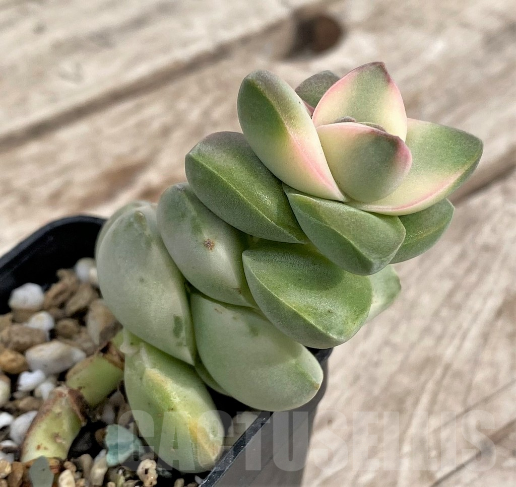 SHPR33969 Crassula 'Moonglow' f. variegata - Image 2