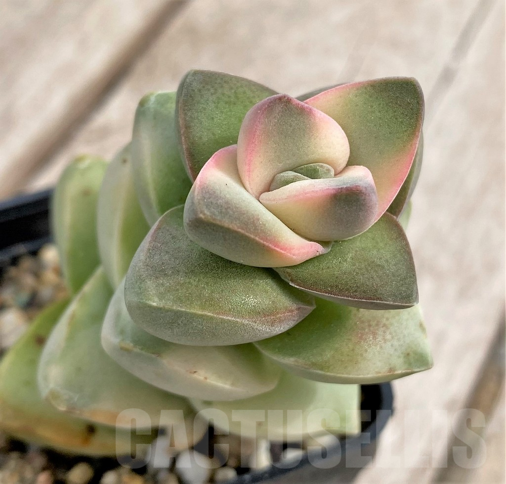 SHPR33970 Crassula 'Moonglow' f. variegata