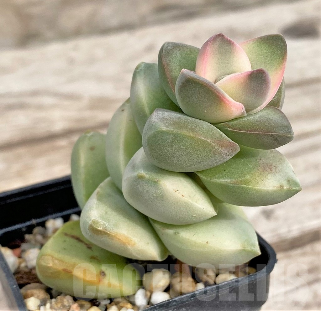 SHPR33970 Crassula 'Moonglow' f. variegata - Image 2