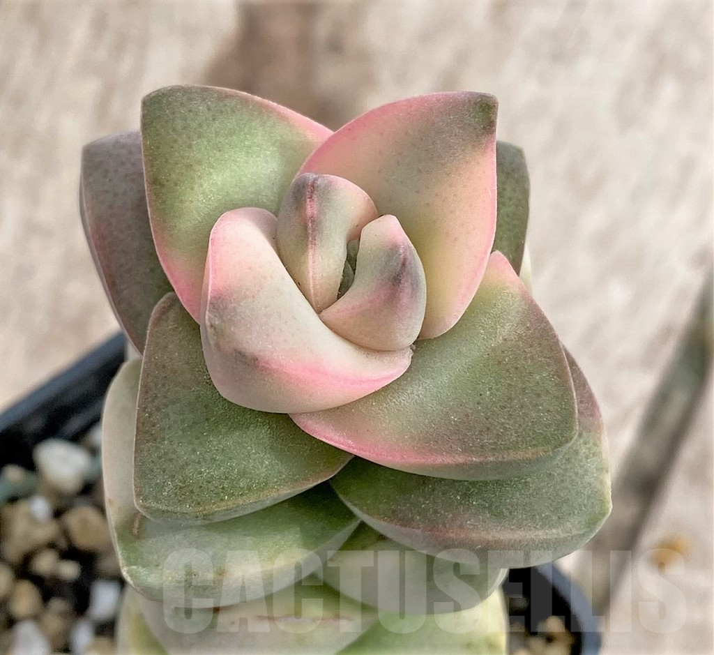 SHPR33971 Crassula 'Moonglow' f. variegata