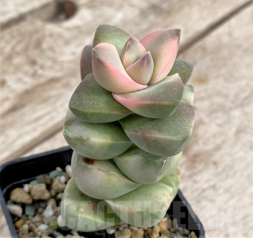 SHPR33971 Crassula 'Moonglow' f. variegata - Image 2
