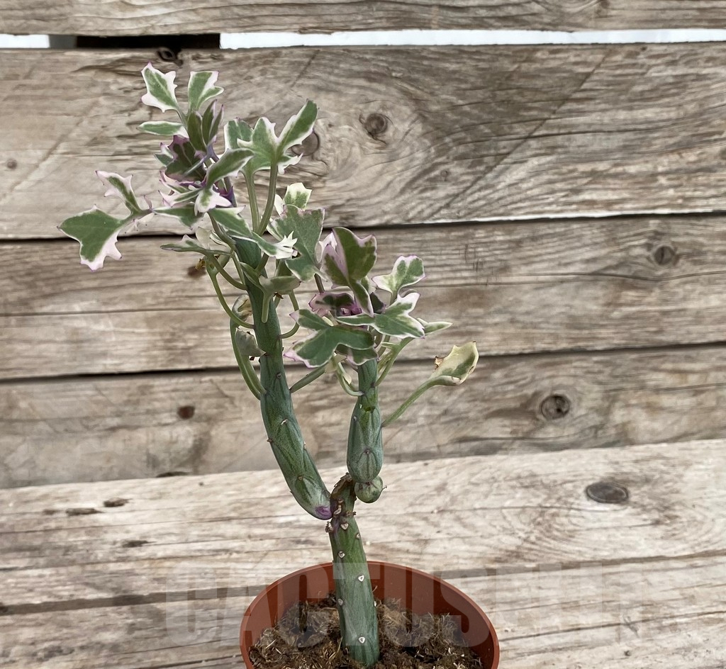 SHPR33973 Senecio articulatus variegata - immagine 2