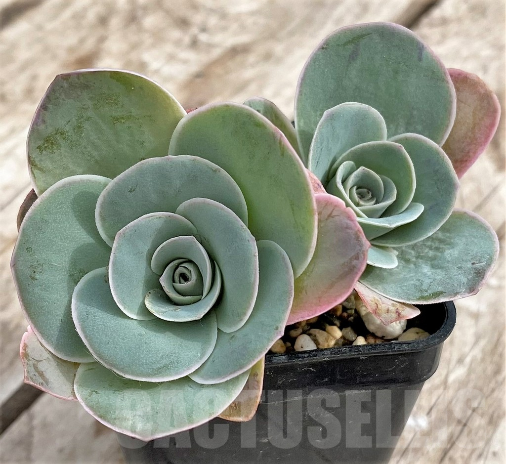 SHPR33976 Greenovia 'Wine Glass' - immagine 2