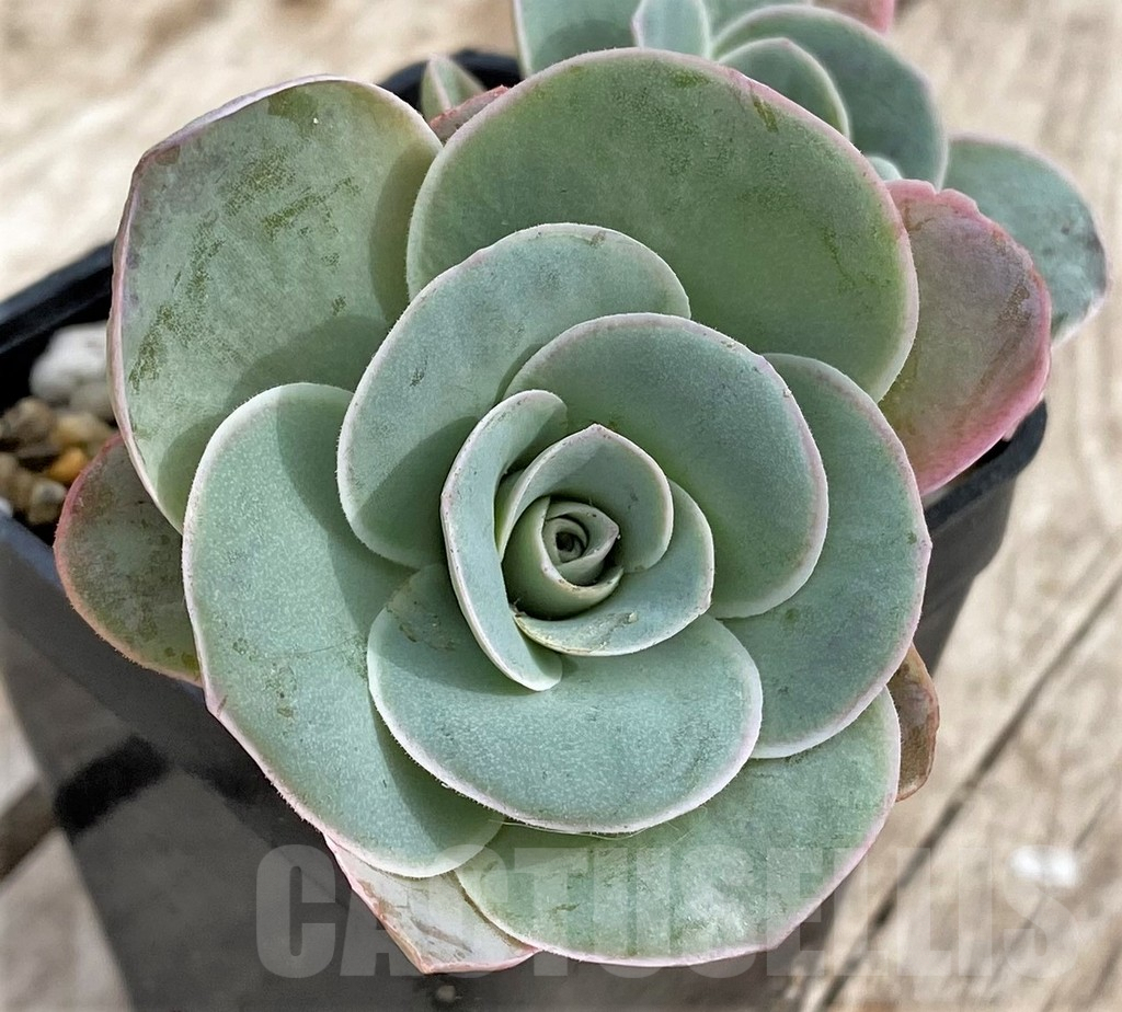 SHPR33976 Greenovia 'Wine Glass'