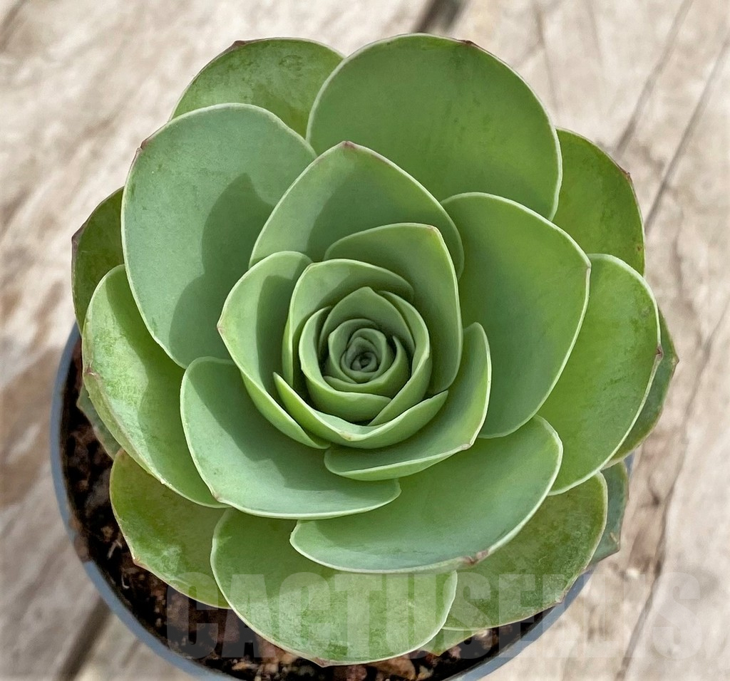 SHPR33977 Greenovia sp.