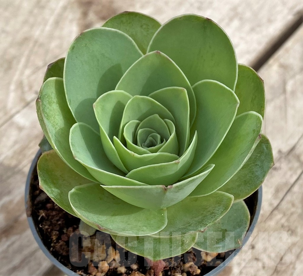 SHPR33977 Greenovia sp. – Image 2