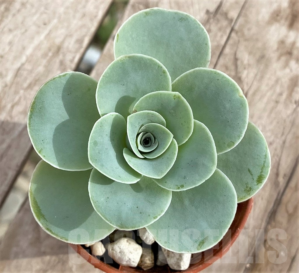 SHPR33978 Greenovia sp.