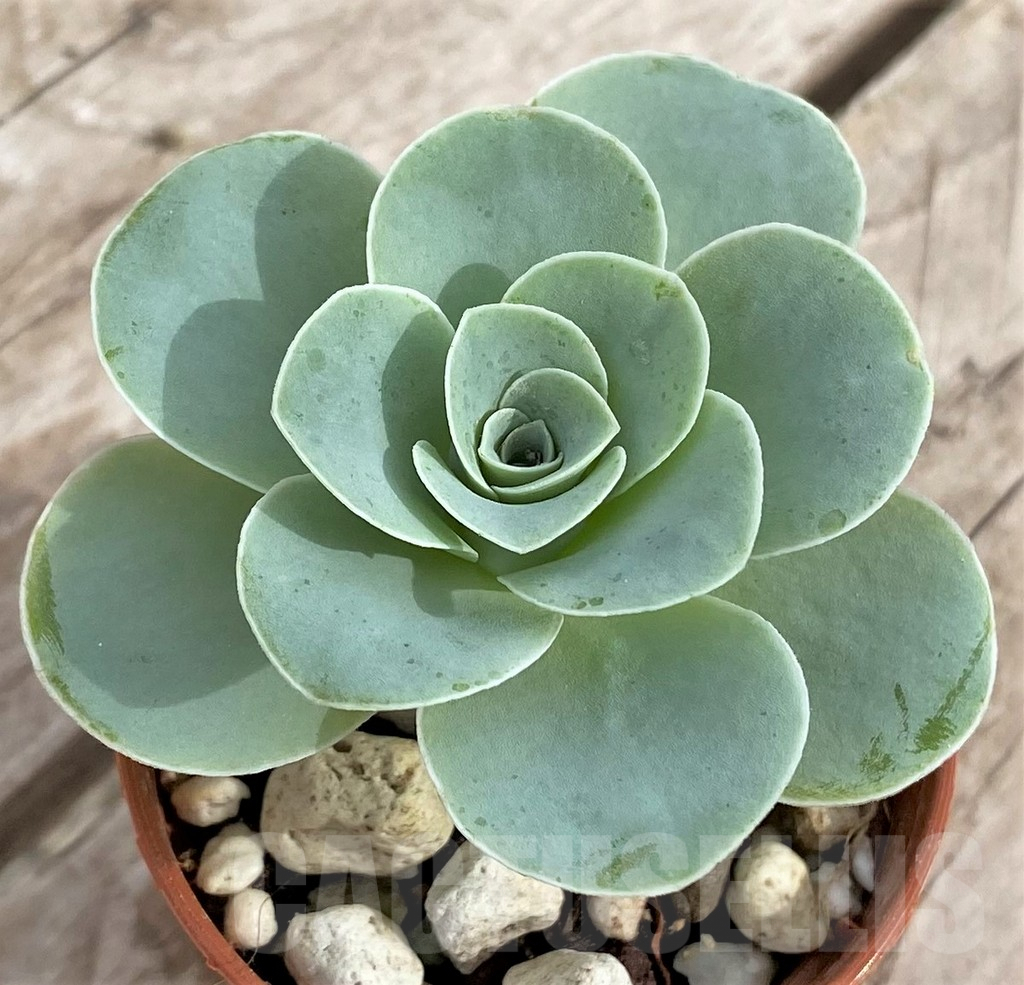 SHPR33978 Greenovia sp. - Зображення 2