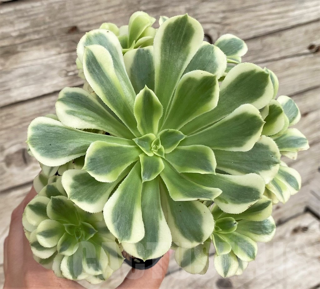 SHPR33980 Aeonium ‘Golden Jade’ cluster