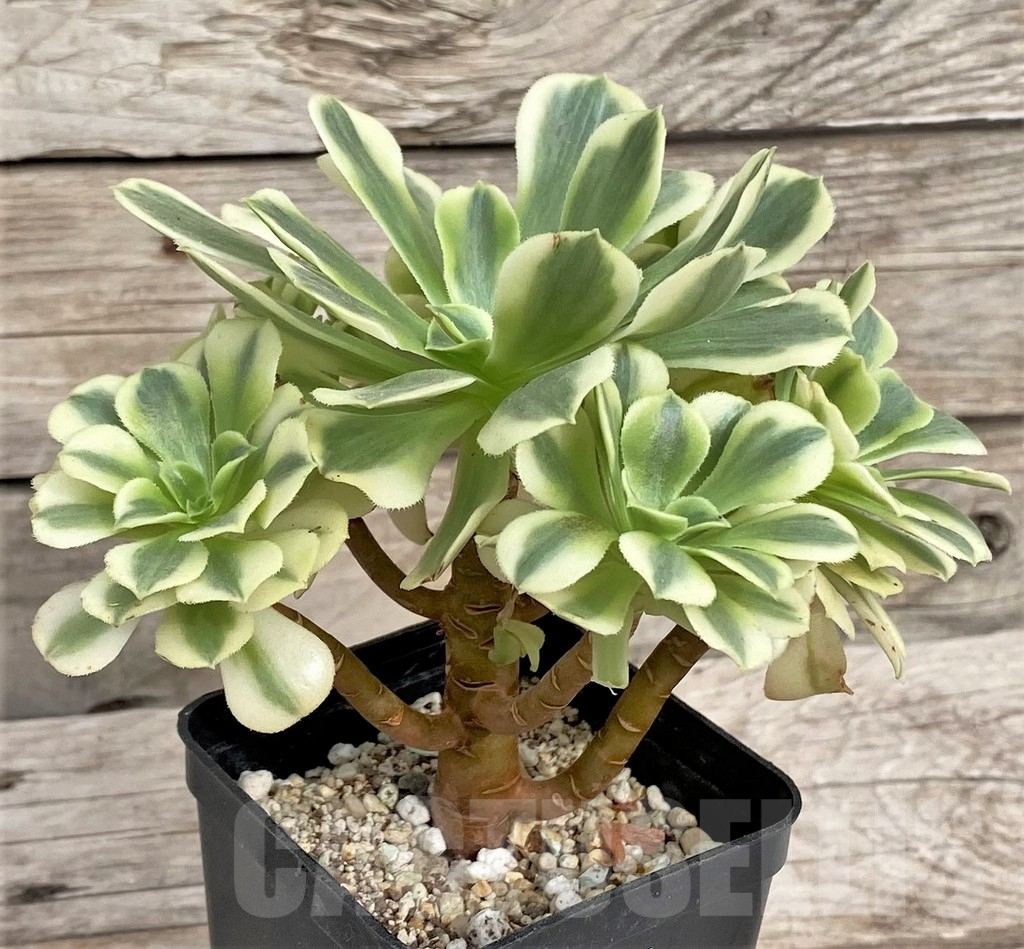 SHPR33980 Aeonium ‘Golden Jade’ cluster - immagine 2