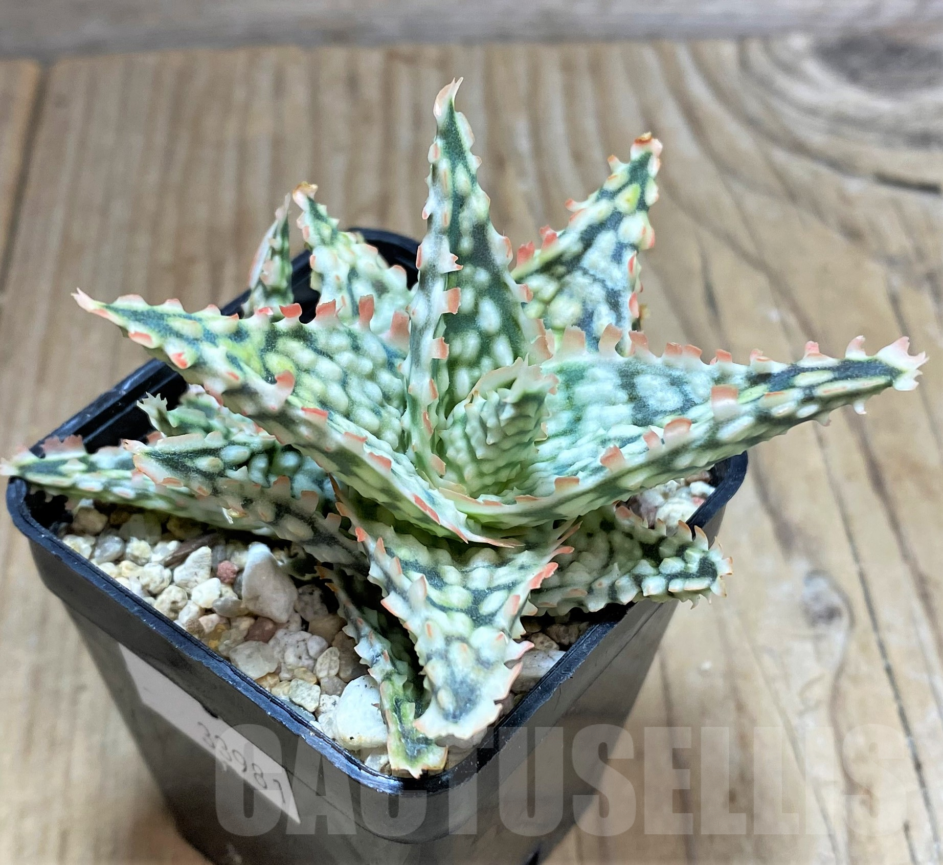 SHPR33981 Aloe TCT hybrid - Image 2