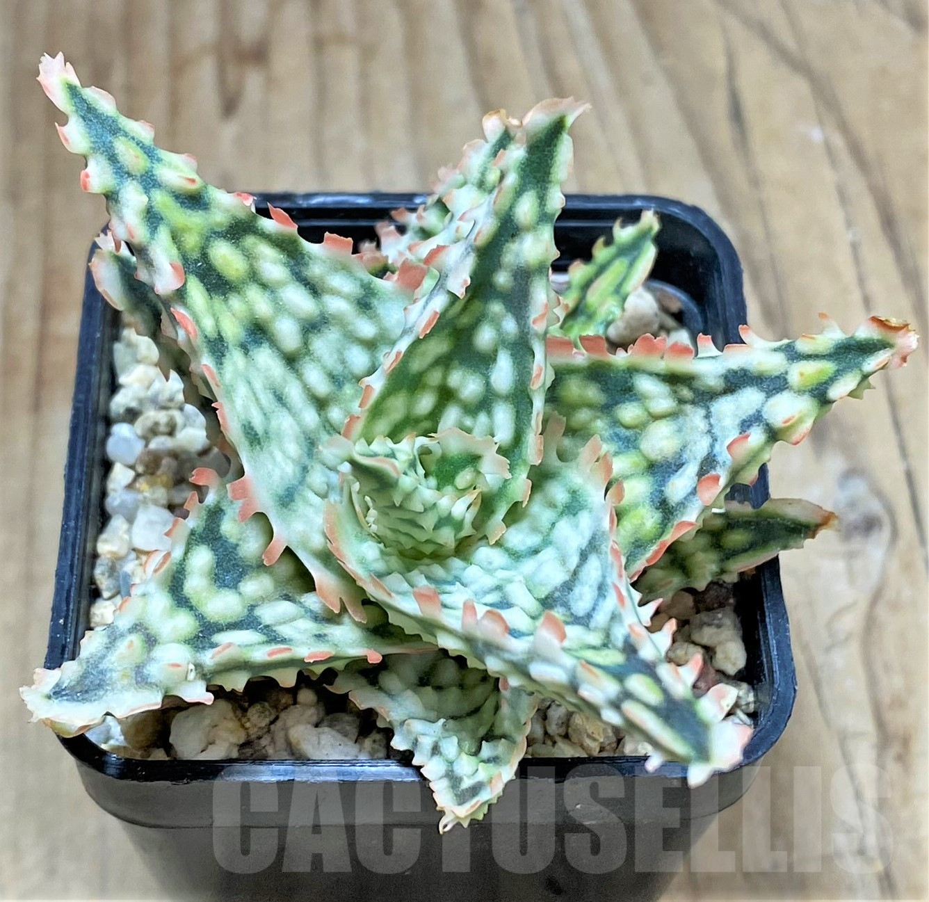 SHPR33981 Aloe TCT hybrid