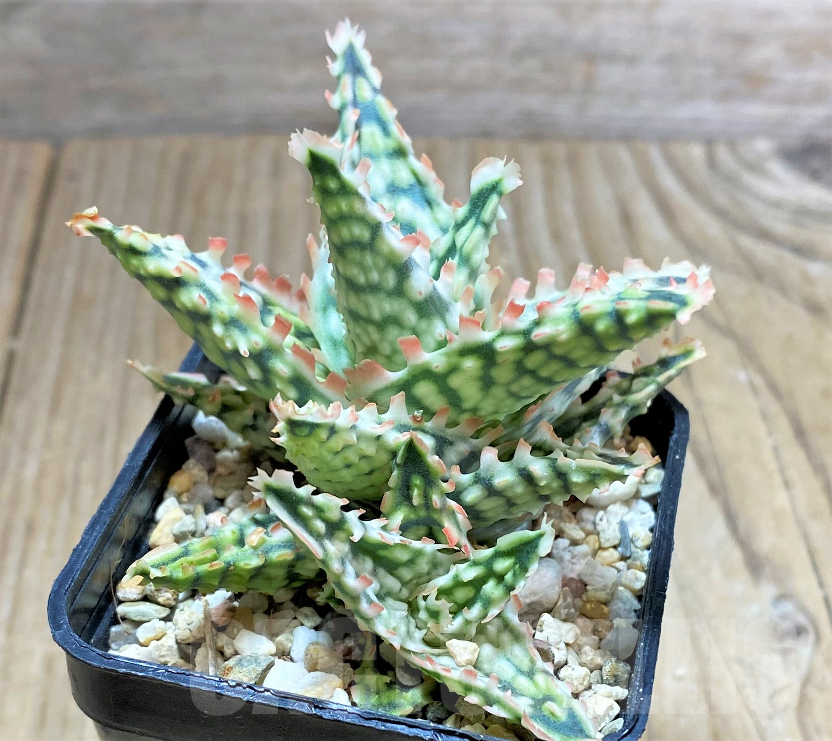 SHPR33981 Aloe TCT hybrid - Image 3