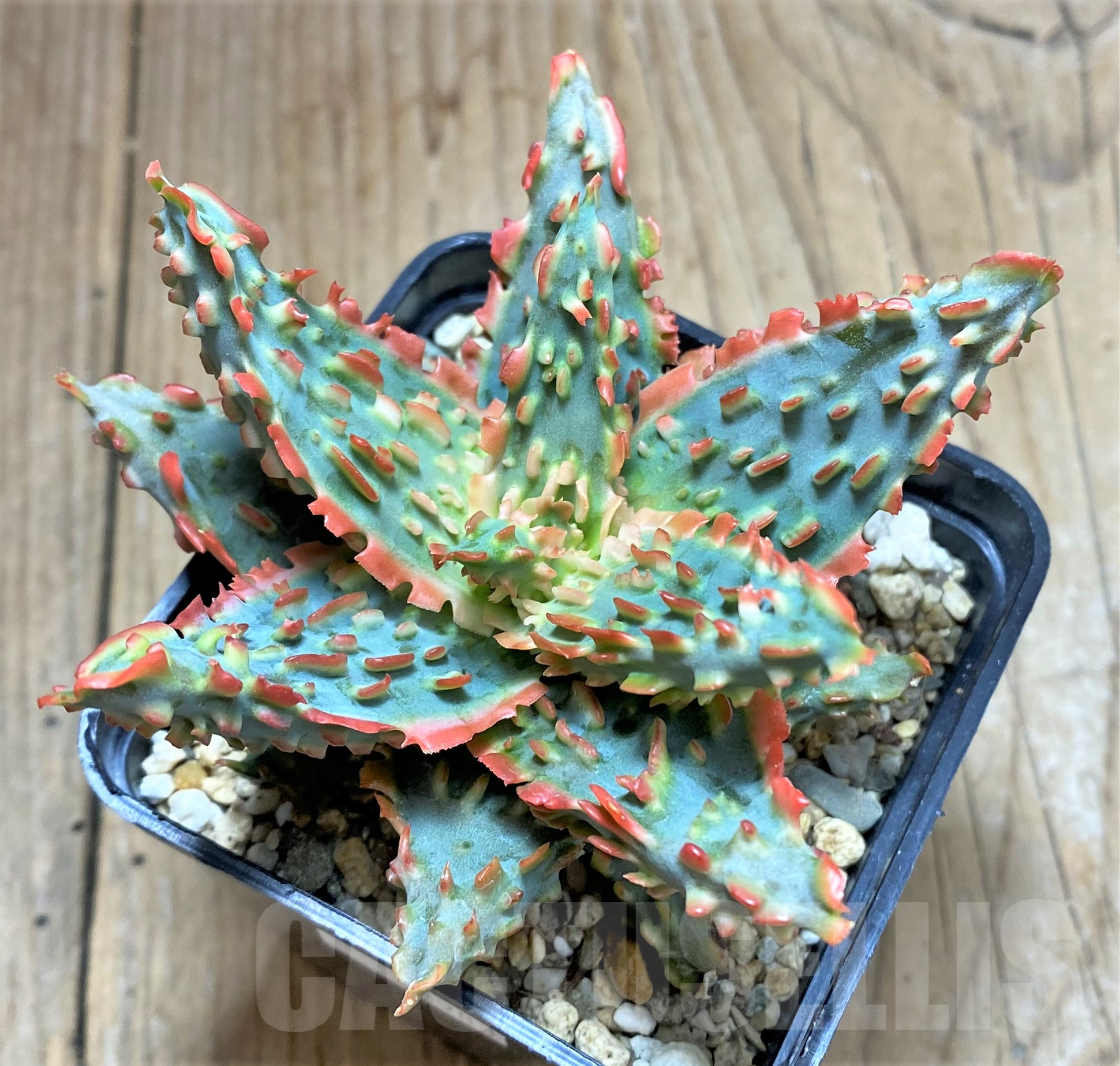 SHPR33983 Aloe TCT hybrid - immagine 2