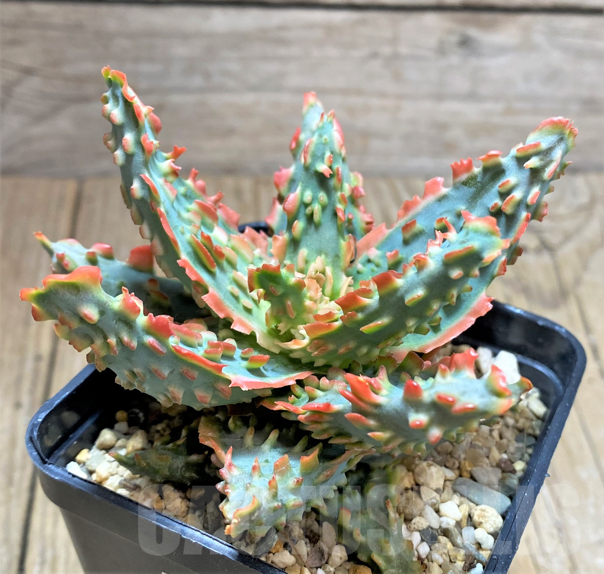 SHPR33983 Aloe TCT hybrid - immagine 3