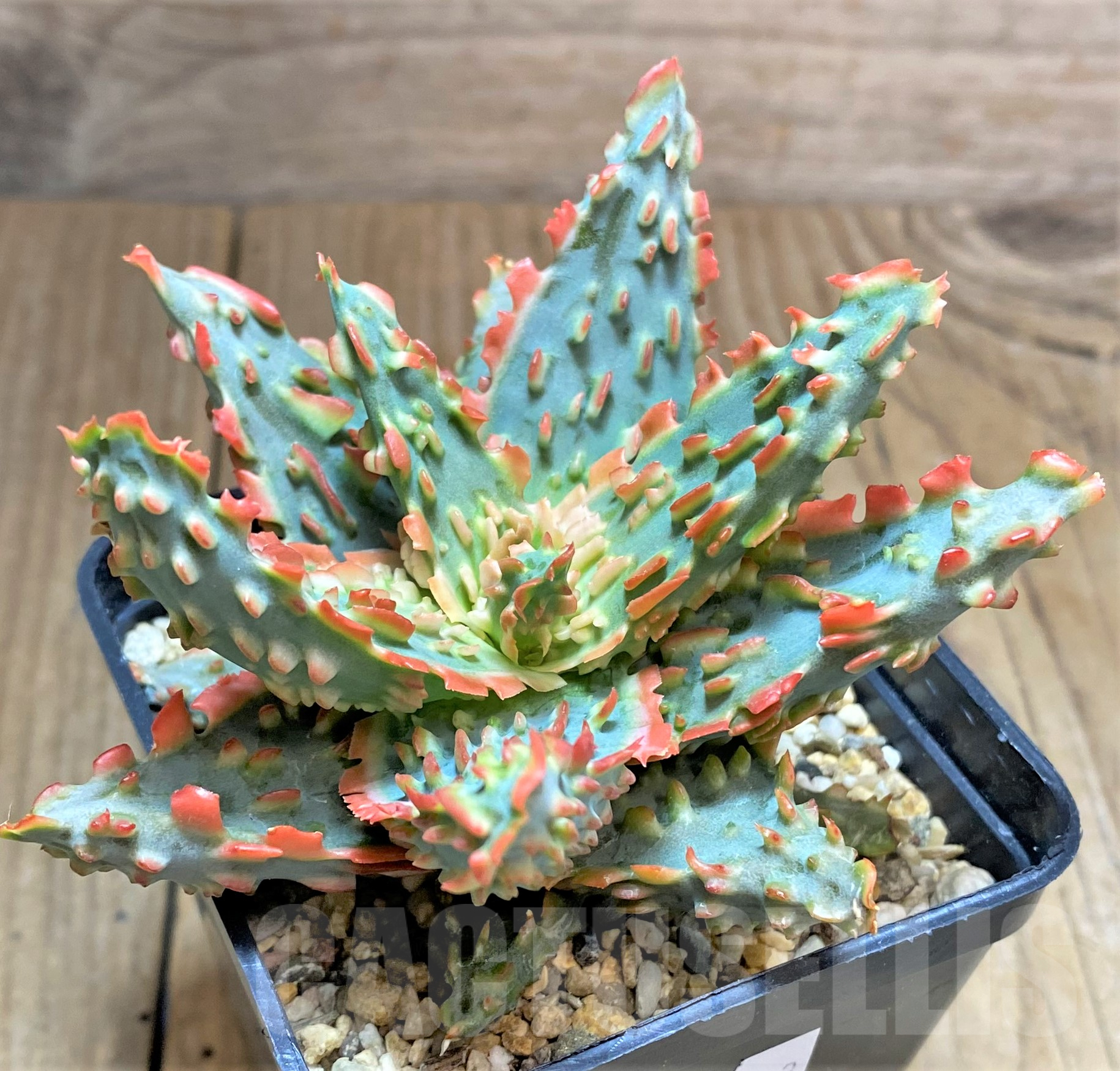 SHPR33983 Aloe TCT hybrid