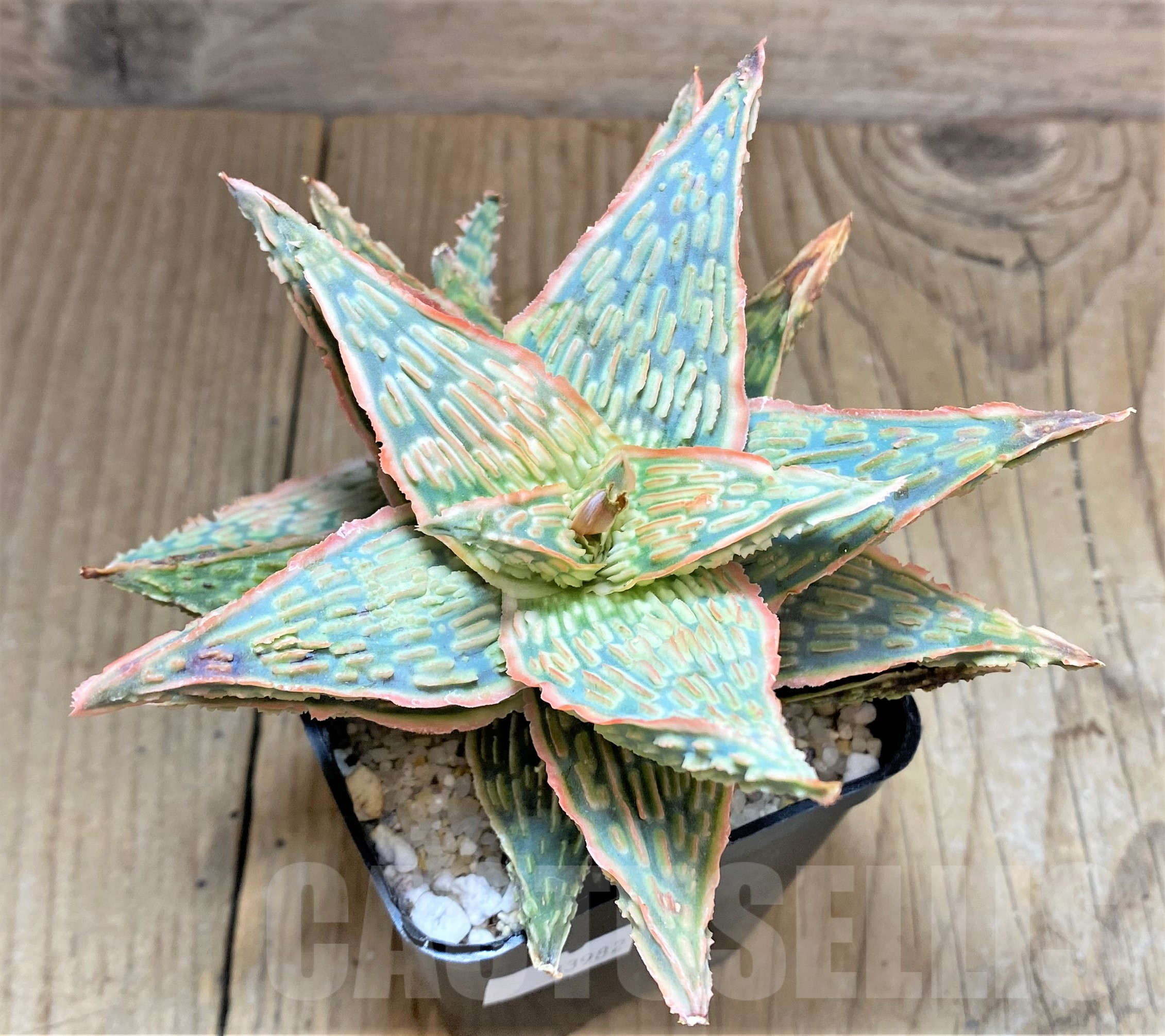 SHPR33982 Aloe TCT hybrid - immagine 2