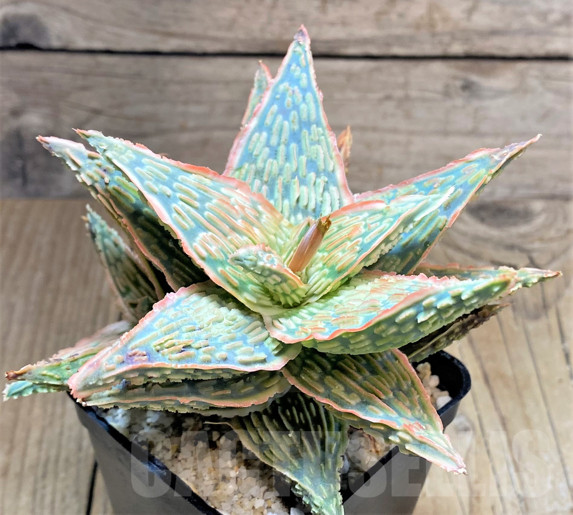 SHPR33982 Aloe TCT hybrid