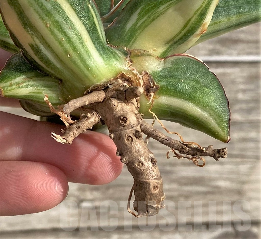 SHPR33984 Sansevieria patens f. variegata - Image 2