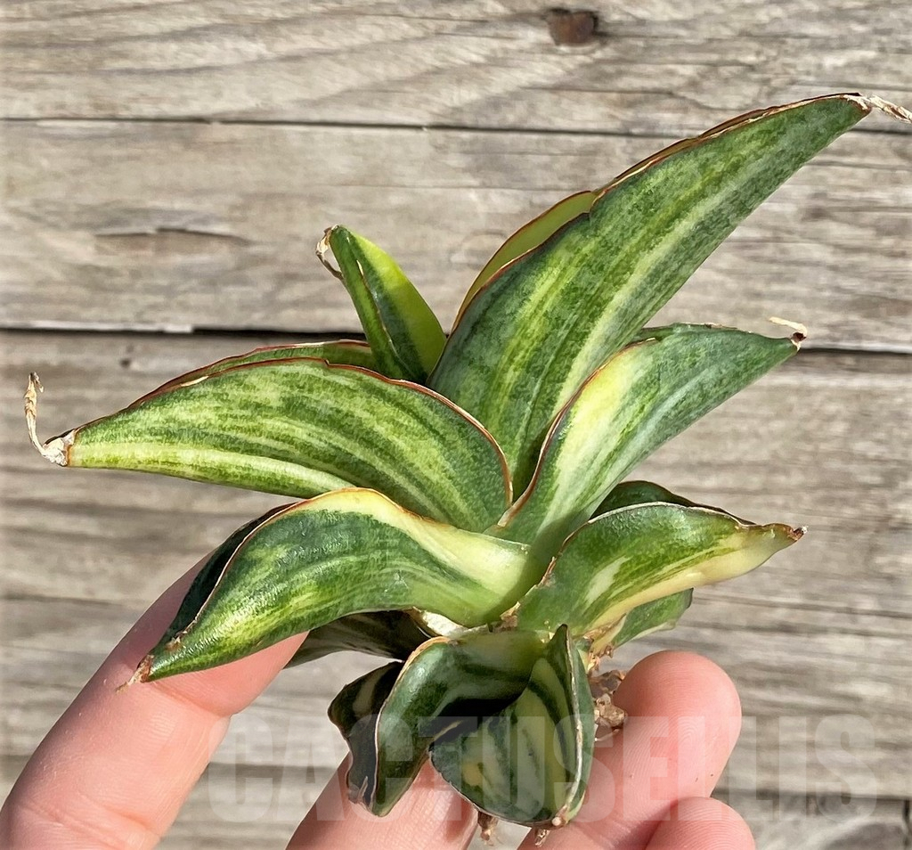 SHPR33984 Sansevieria patens f. variegata