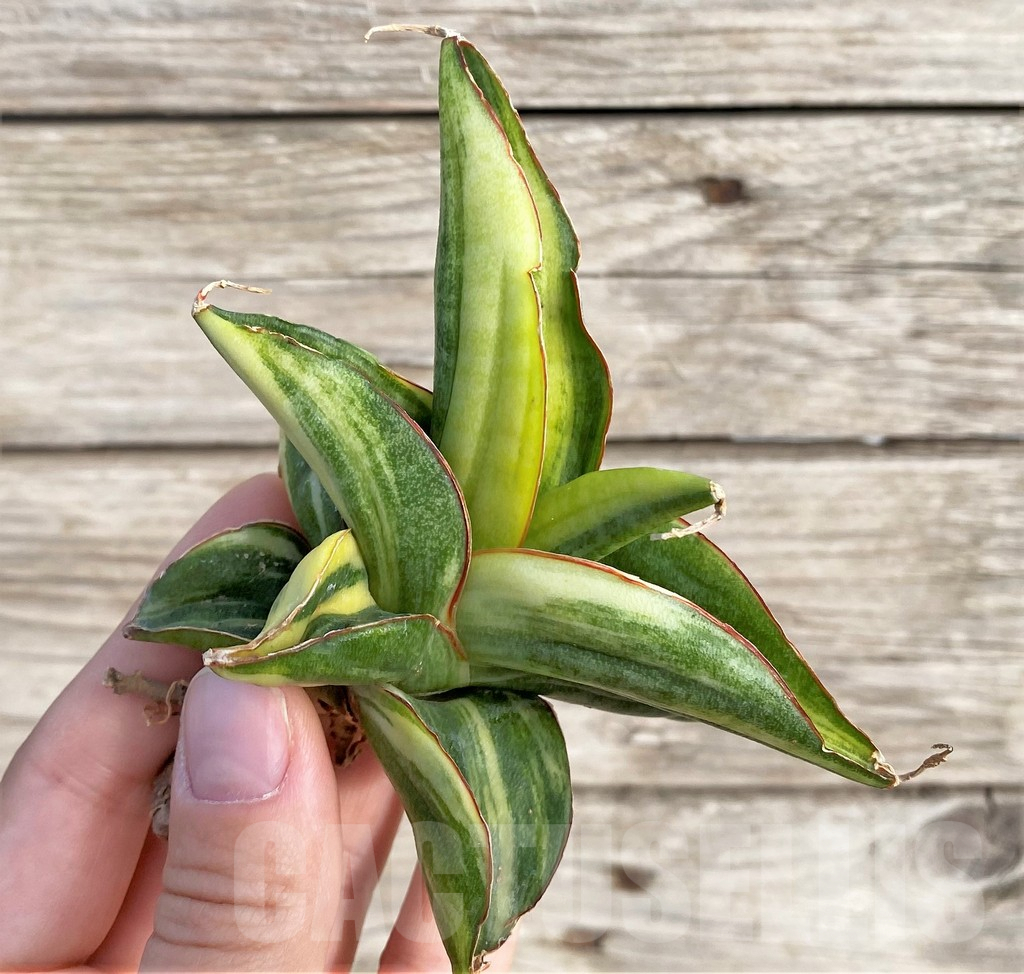 SHPR33984 Sansevieria patens f. variegata - Image 3