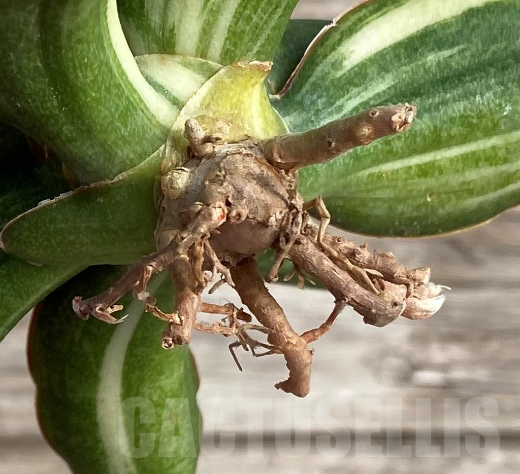 SHPR33985 Sansevieria patens f. variegata - Зображення 4