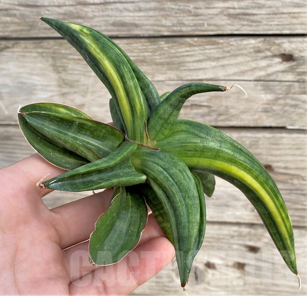 SHPR33985 Sansevieria patens f. variegata