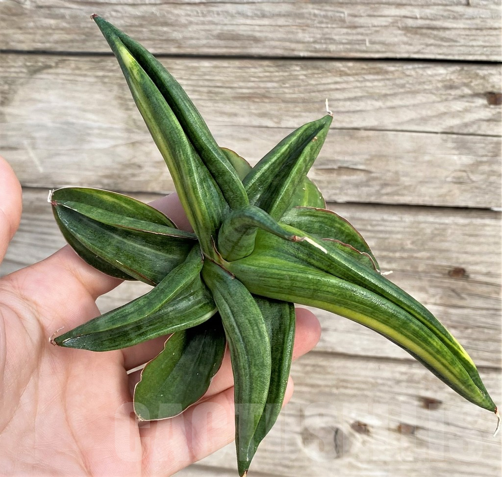 SHPR33985 Sansevieria patens f. variegata - Зображення 2
