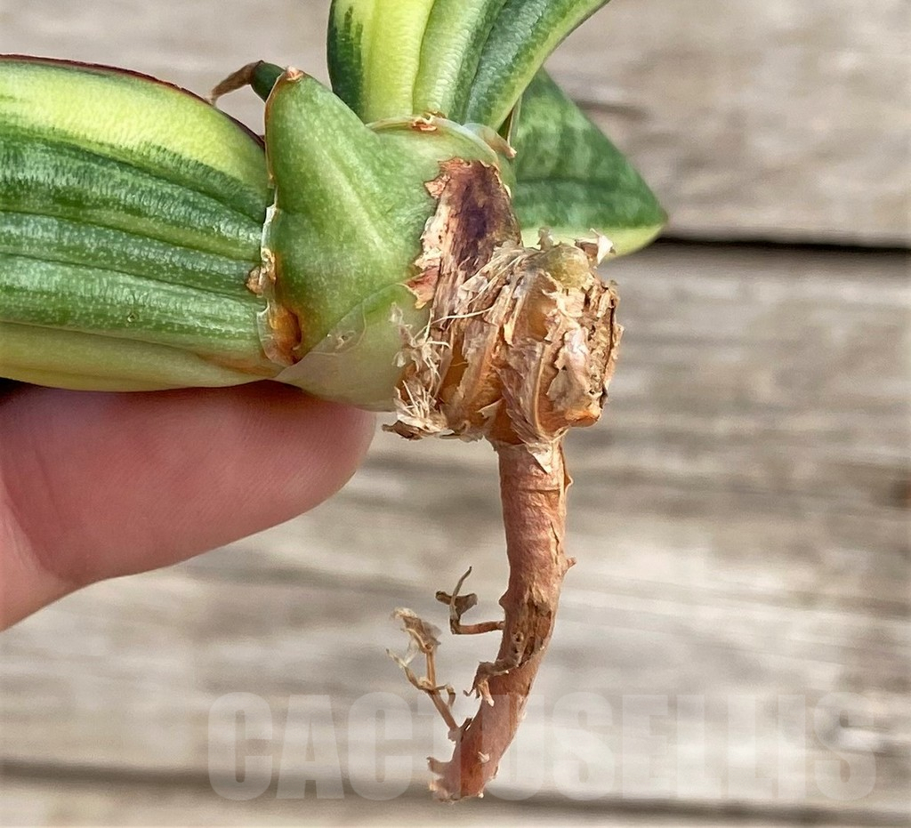 SHPR33986 Sansevieria patens f. variegata - Зображення 2