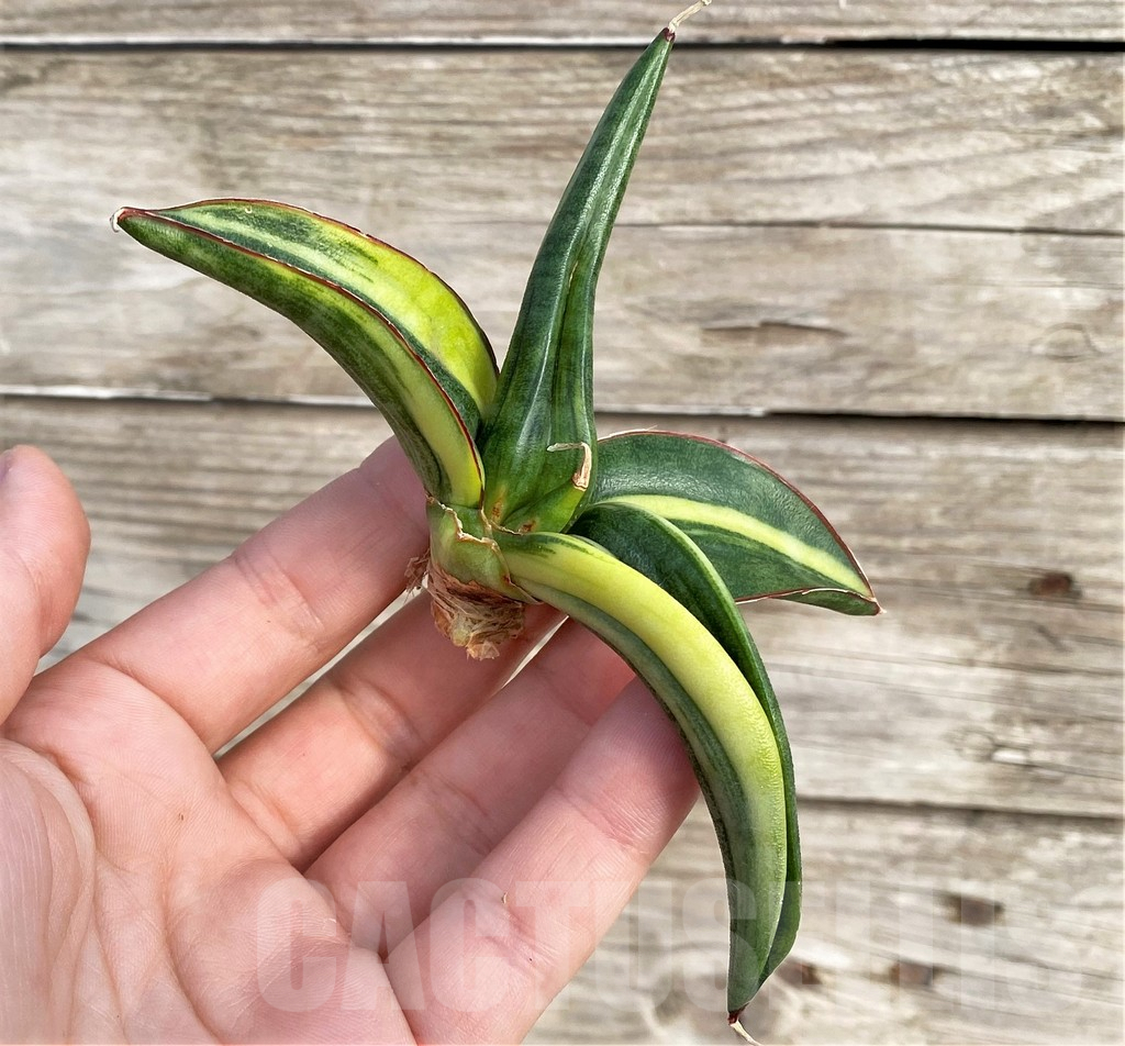 SHPR33986 Sansevieria patens f. variegata