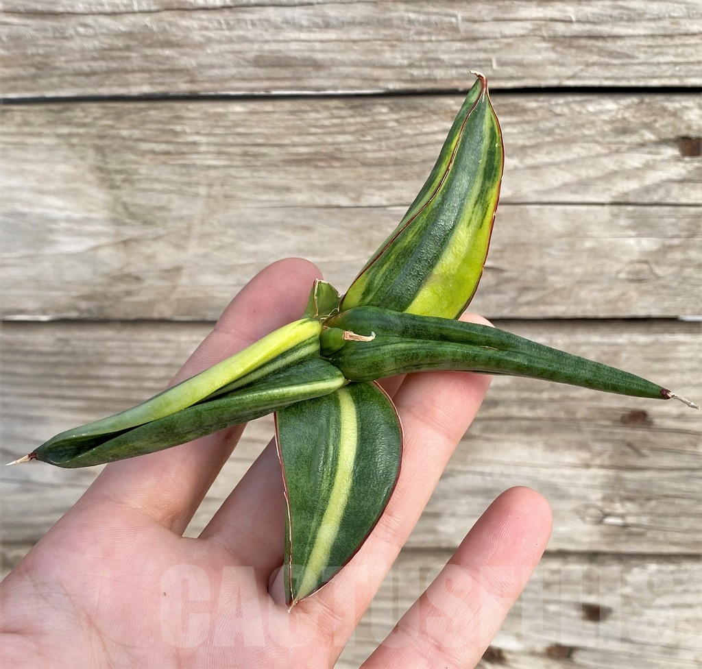 SHPR33986 Sansevieria patens f. variegata - Зображення 3