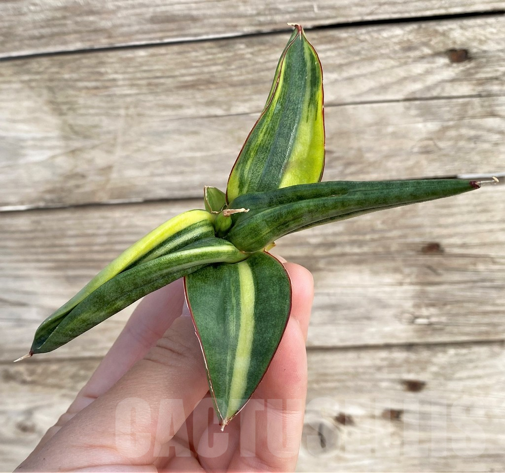SHPR33986 Sansevieria patens f. variegata - Зображення 4