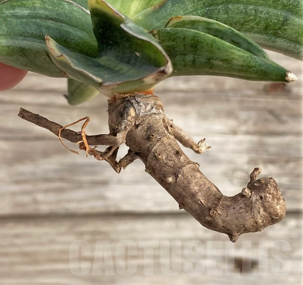 SHPR33987 Sansevieria patens f. variegata - 画像 (2)