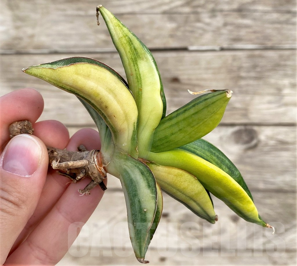 SHPR33987 Sansevieria patens f. variegata - 画像 (3)