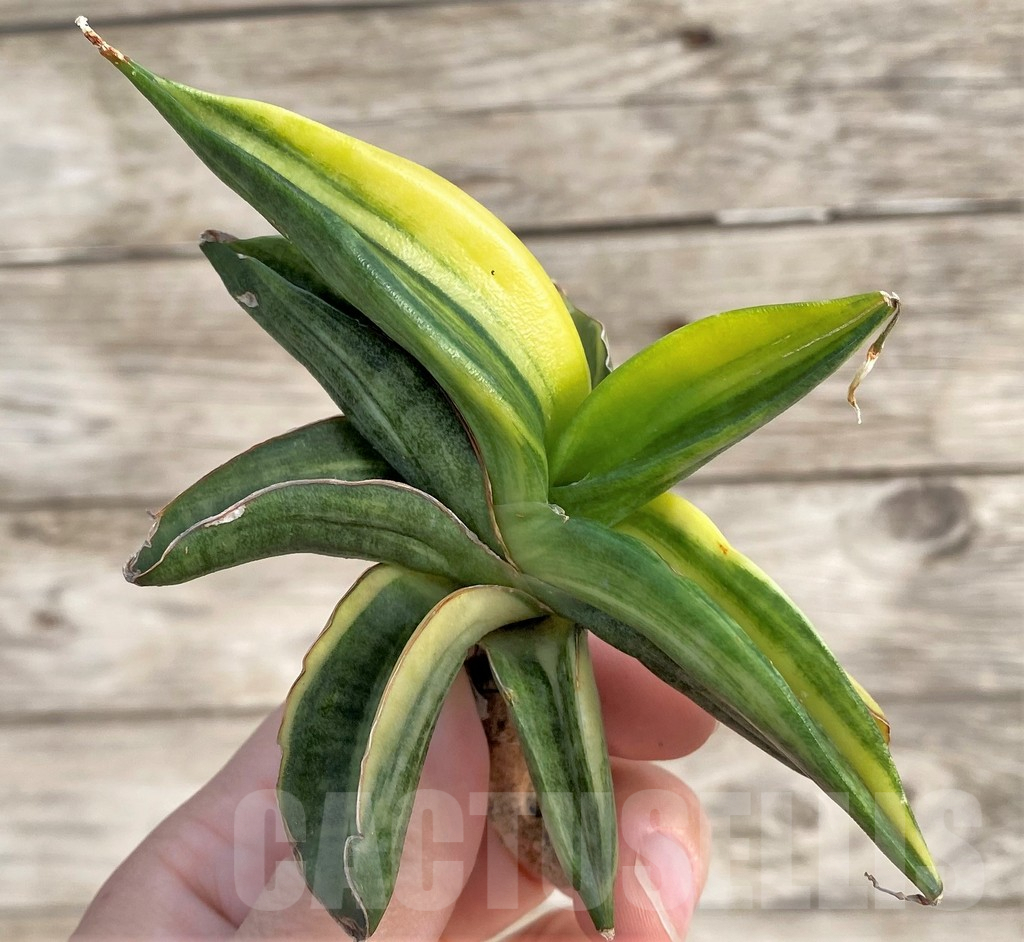 SHPR33987 Sansevieria patens f. variegata