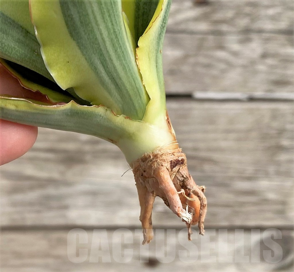 SHPR33988 Sansevieria 'Katana' f. variegata - immagine 4