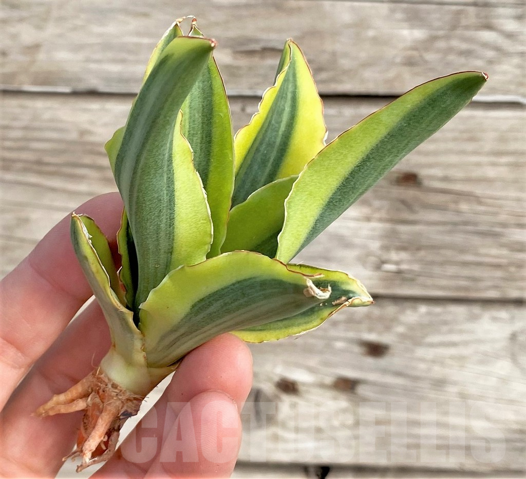 SHPR33988 Sansevieria 'Katana' f. variegata - immagine 3