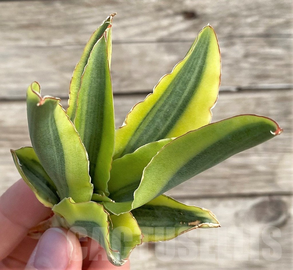 SHPR33988 Sansevieria 'Katana' f. variegata - immagine 2