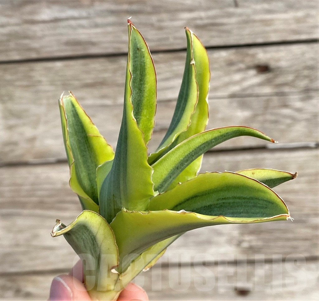 SHPR33988 Sansevieria 'Katana' f. variegata