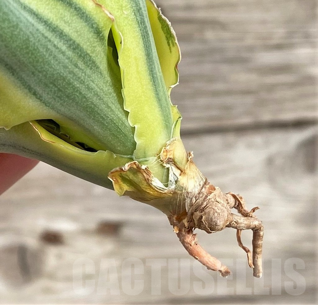 SHPR33990 Sansevieria 'Katana' f. variegata - 画像 (2)