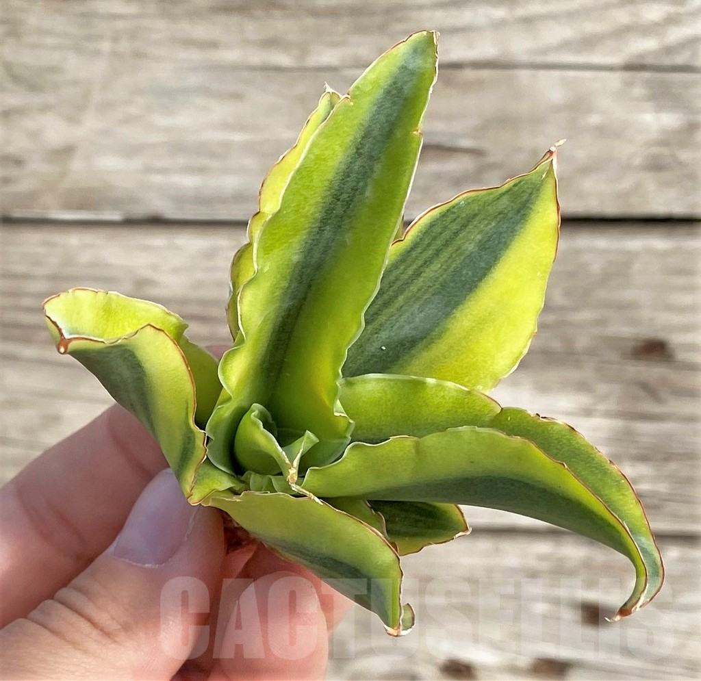 SHPR33990 Sansevieria 'Katana' f. variegata - 画像 (3)