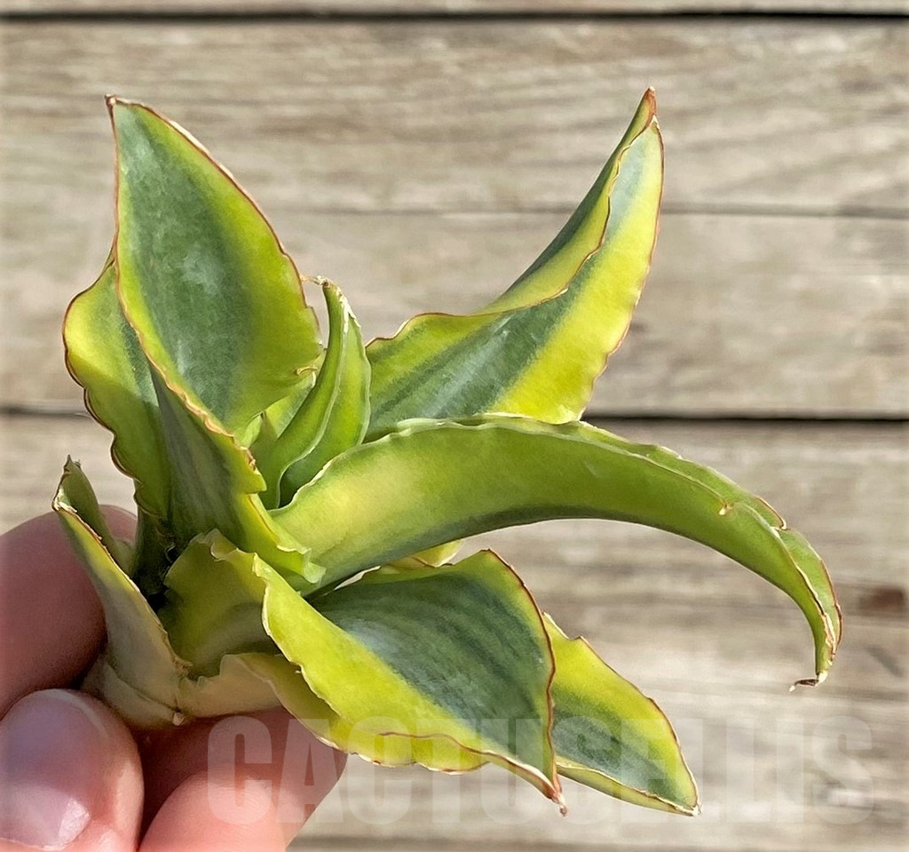 SHPR33990 Sansevieria 'Katana' f. variegata