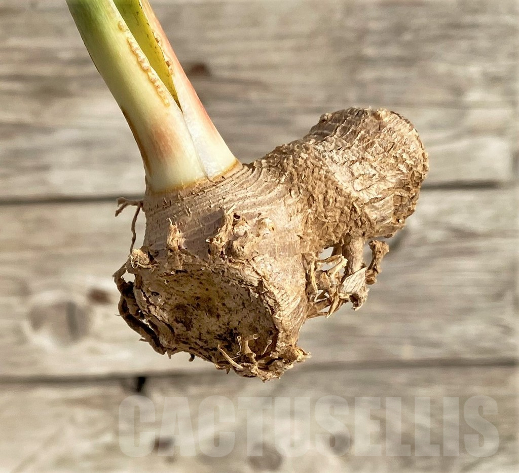 SHPR33996 Sansevieria 'Masoniana' - Image 4
