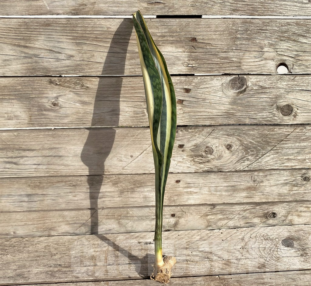 SHPR33996 Sansevieria 'Masoniana' - Image 3