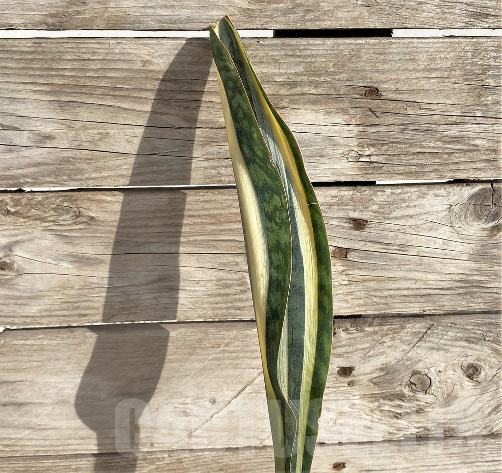 SHPR33996 Sansevieria 'Masoniana' - Image 2
