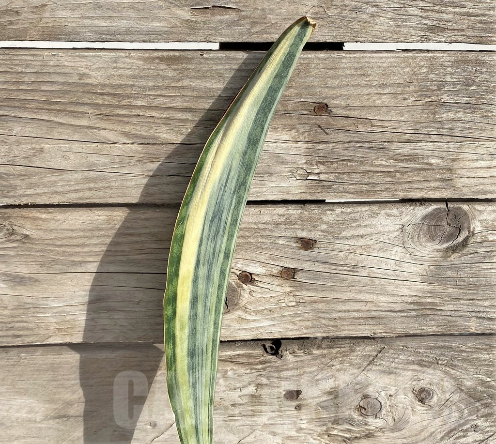 SHPR33996 Sansevieria 'Masoniana'