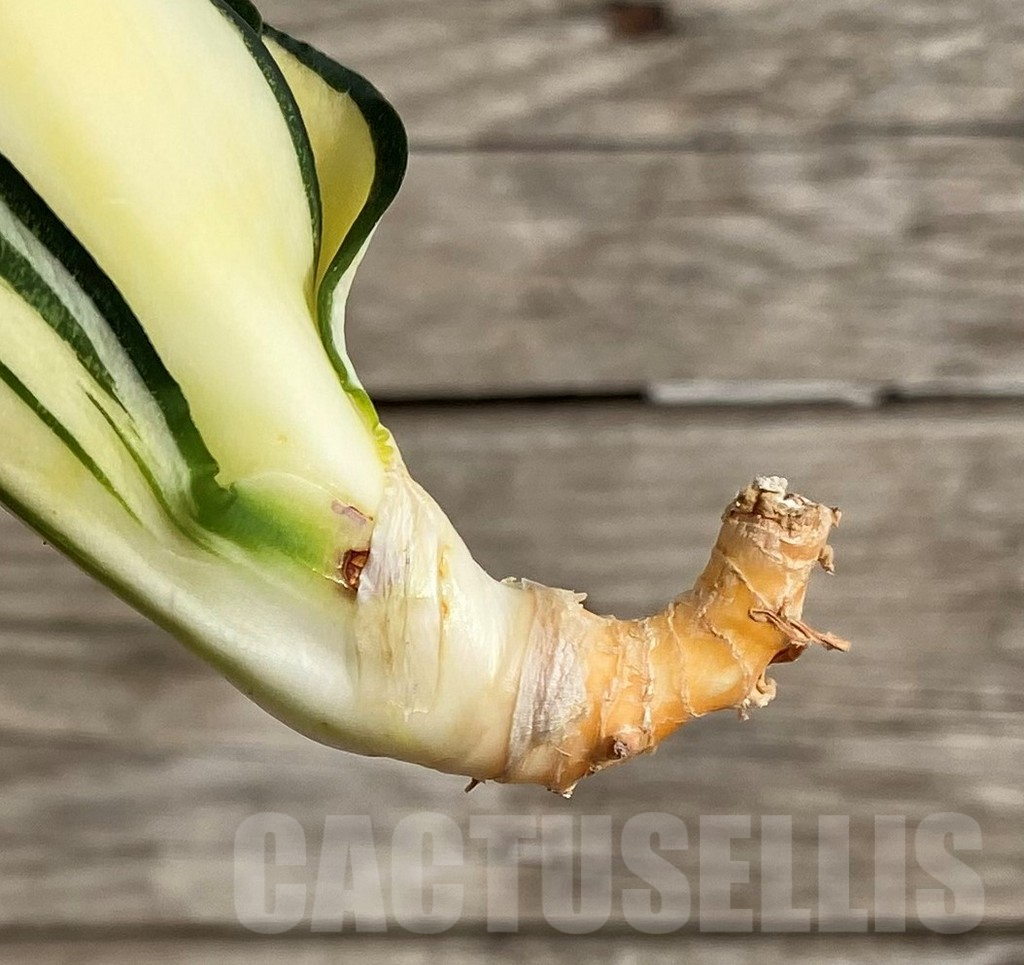 SHPR33997 Sansevieria ‘Golden Wendy’ - Image 3